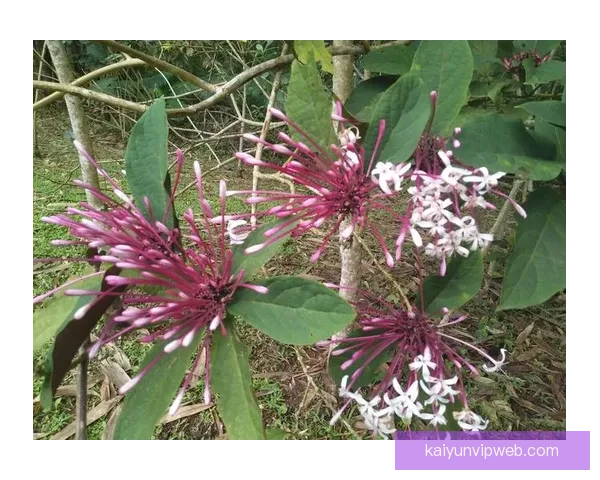 埃贝尔谈马德里之行：从缺乏勇气到带着好心情出发的心路历程